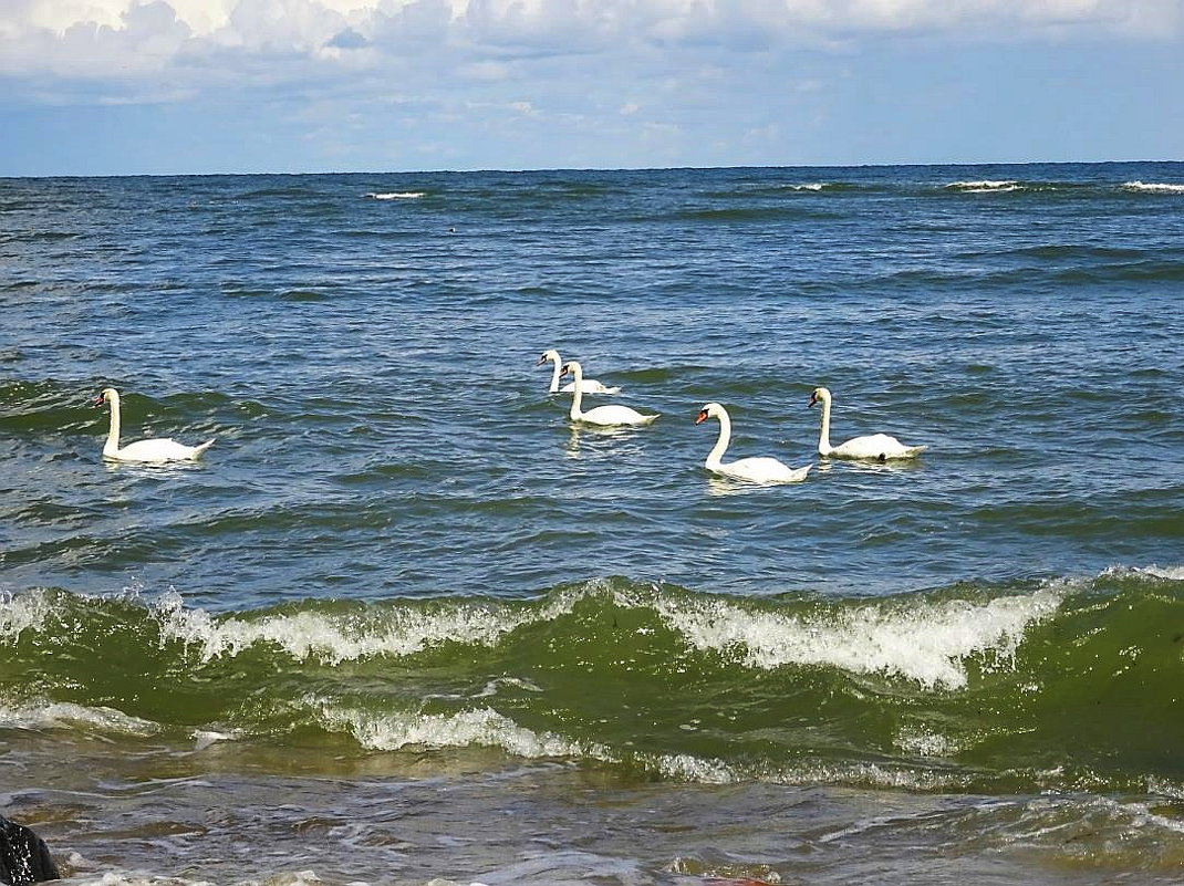 Морские волны ласкают плывущих лебедей - Маргарита Батырева