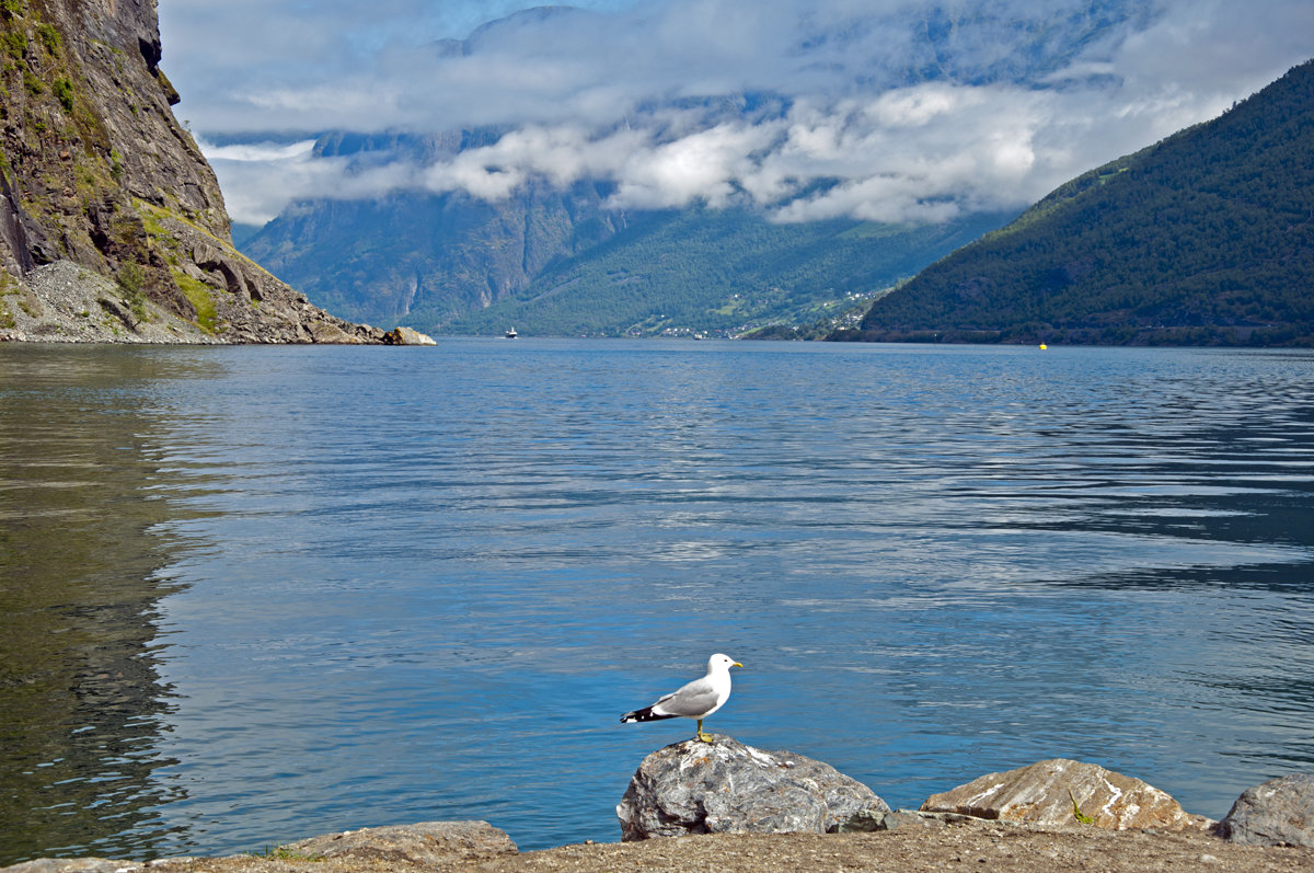 A gull - visiting card to Norway - Roman Ilnytskyi