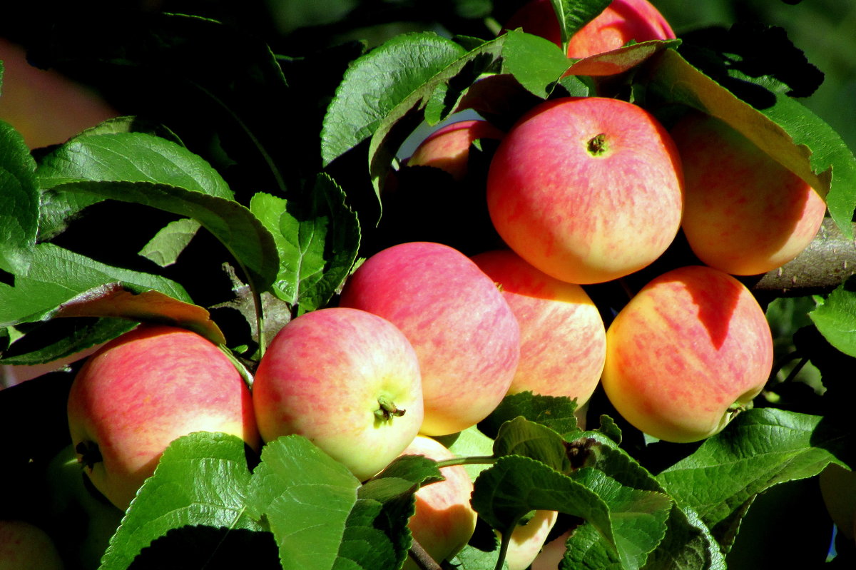 Яблочный год - irina 