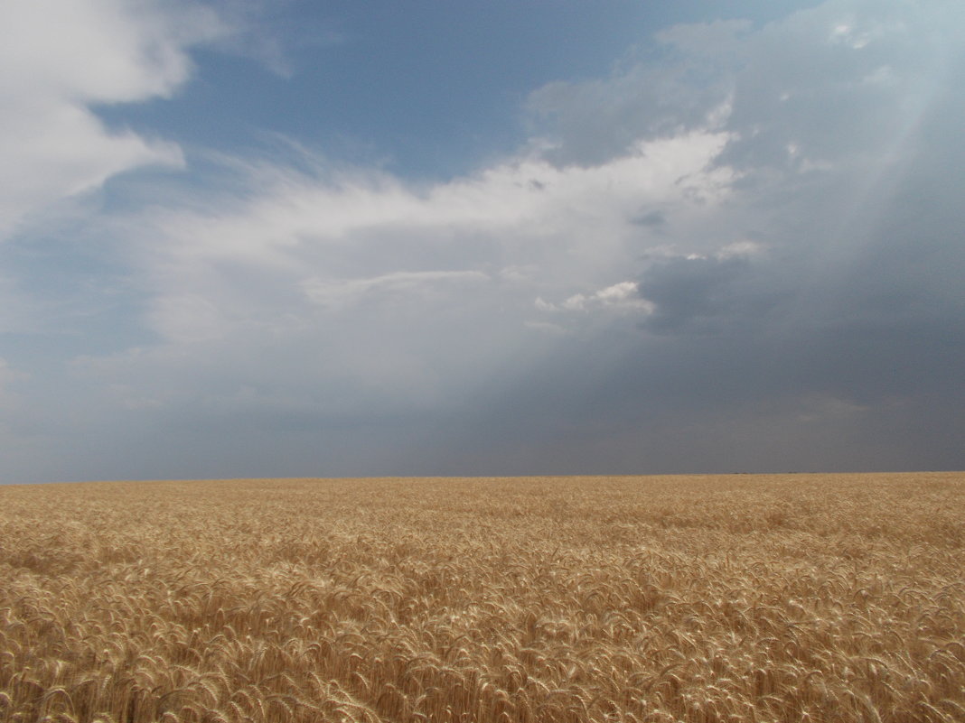 Пшеничное поле - Наталья А