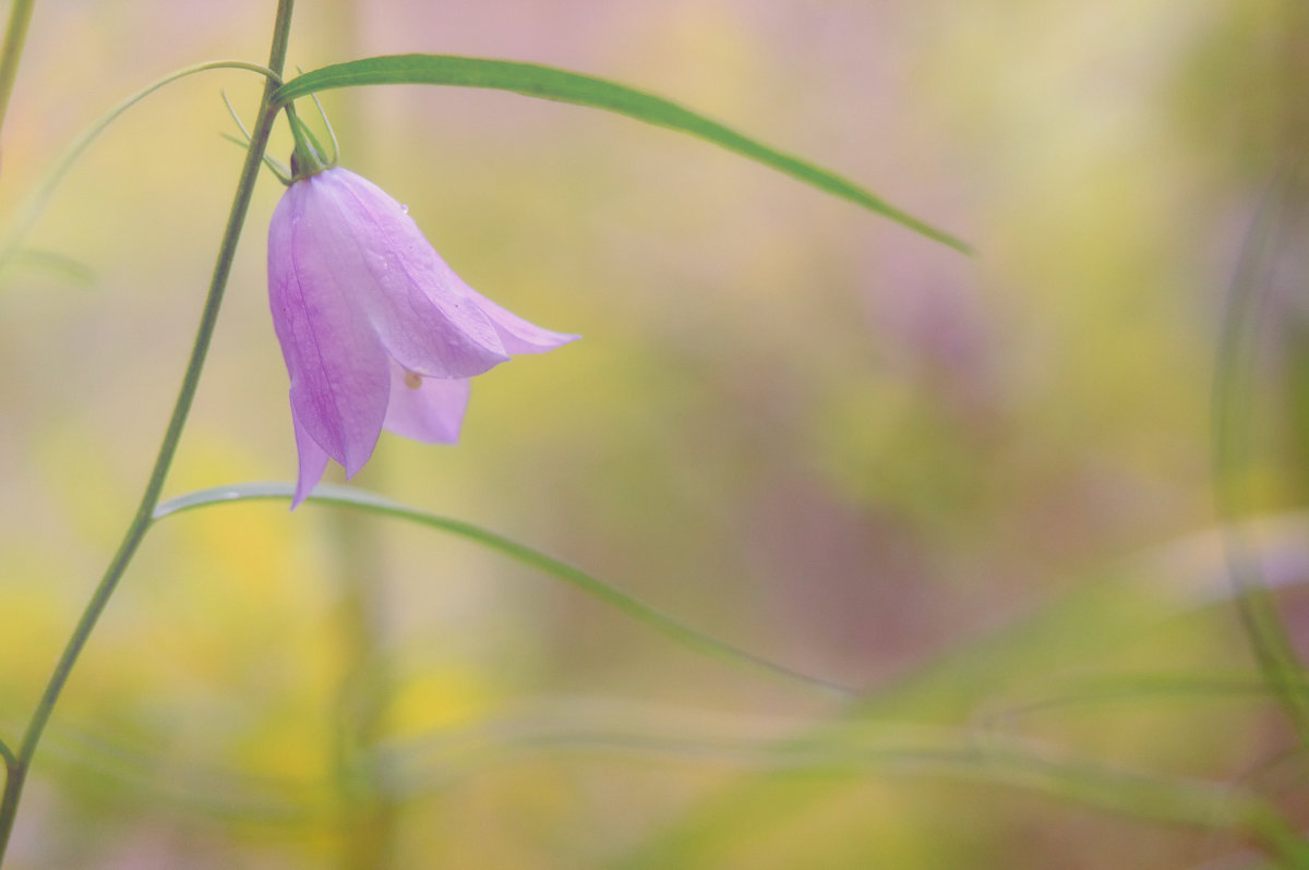 Колокольчик (Campanula) - Павел Иванов