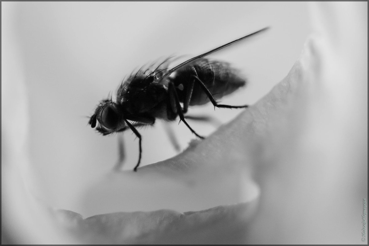 Муха - Цокотуха  фауна насекомое муха - Надежда Чернецкая