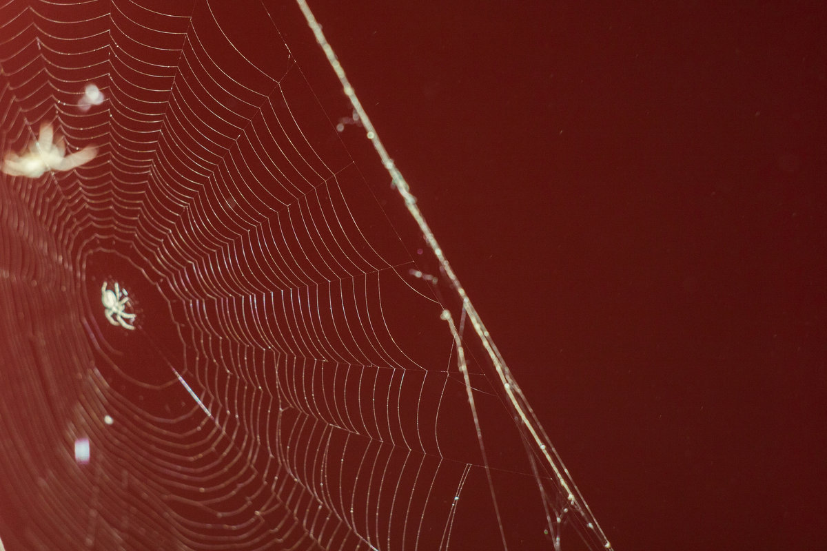 In a spider's web - Дмитрий Костоусов