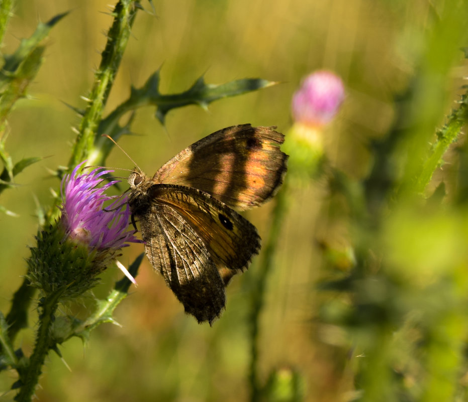 Butterfly - Rina .