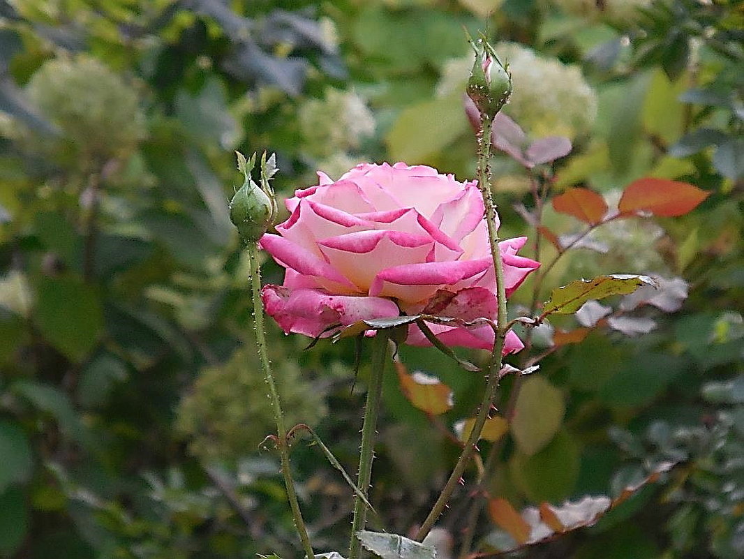 Благородная роза - Маргарита Батырева