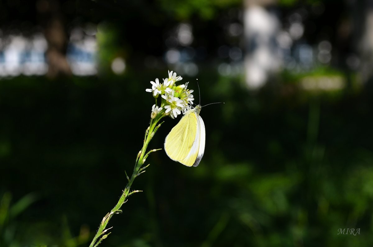 Бабочка и цветок... - *MIRA* **