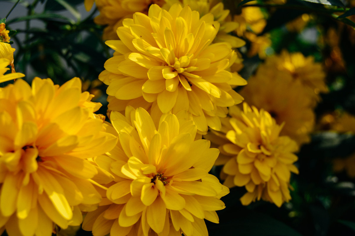 Красивые жёлтые цветы - Света Кондрашова