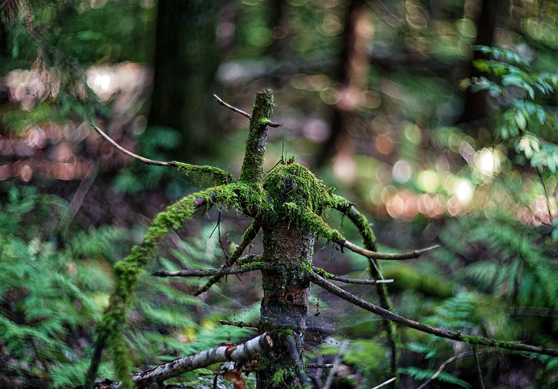 magical forest - Zinovi Seniak