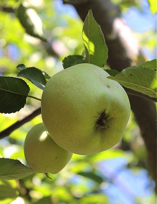Яблонька и яблочки - Юлия Грозенко