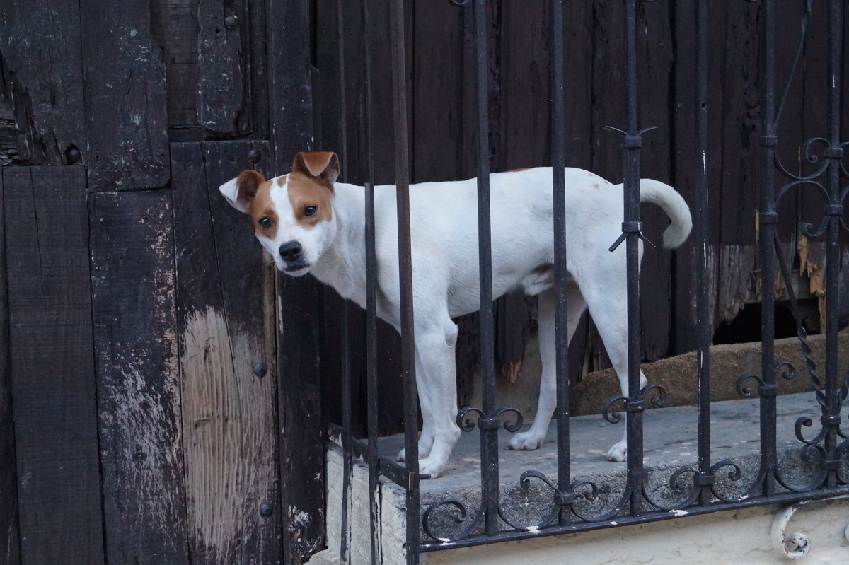 Куба. Собака с человеческими глазами - Gal` ka