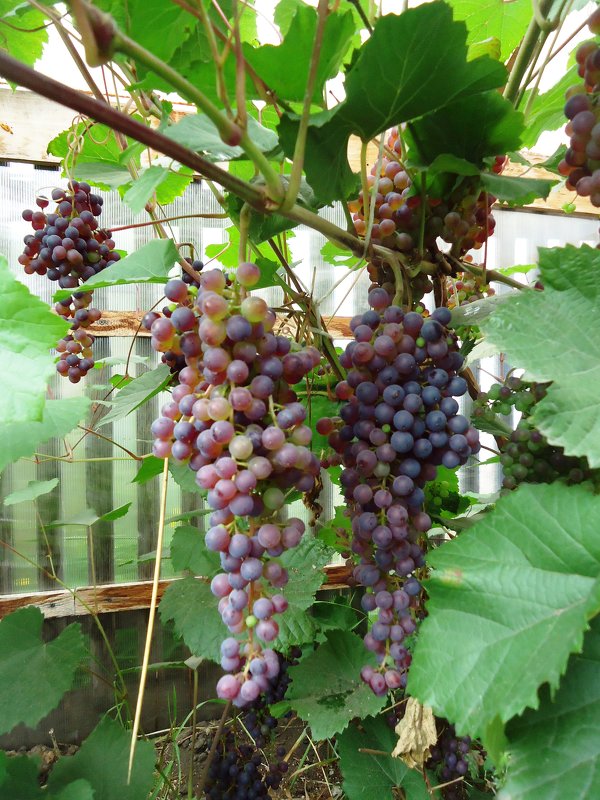 Сибирский виноград - Лариса Рогова