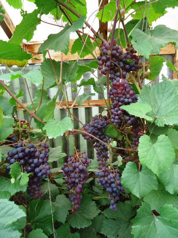 Сибирский виноград - Лариса Рогова