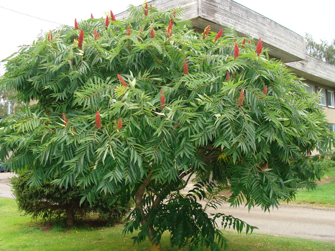 Уксусное дерево - laana laadas