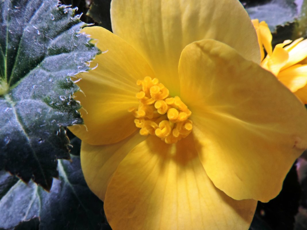 Солнечный цветок - ivolga 