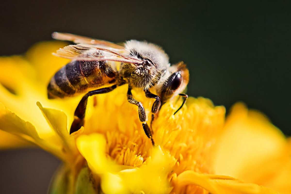 Пчелка на желтом - Татьяна Губина