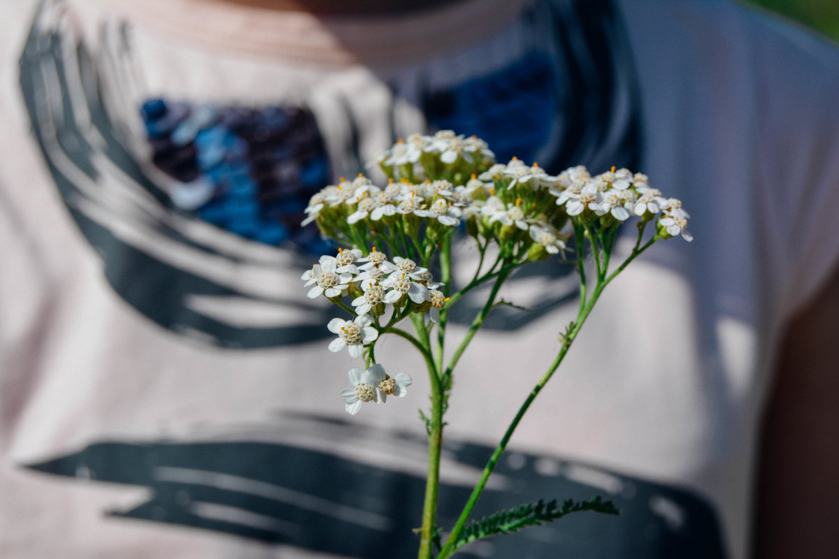полевые цветы - Света Кондрашова