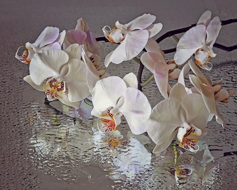 Орхидея фаленопсис - Ирина Приходько