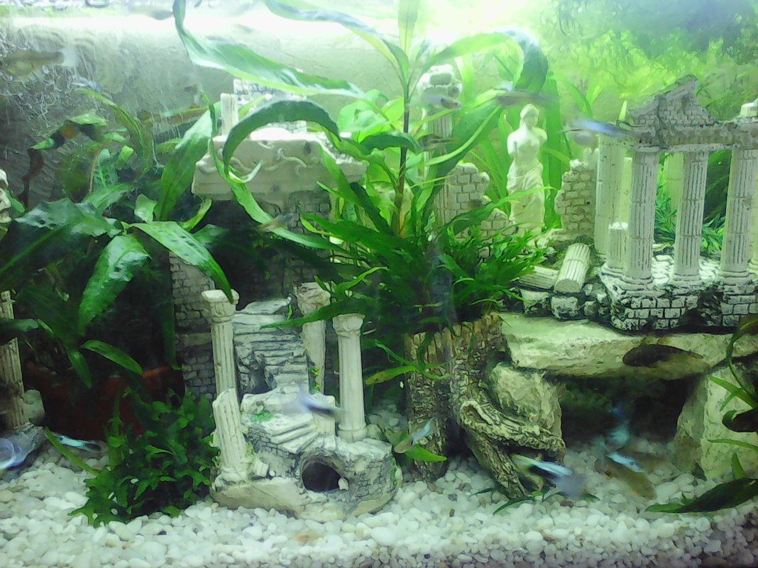 Мои аквариумы - Ангелина Голубева 