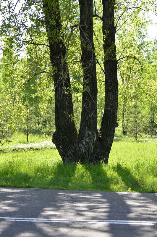 * - Сергей Щербаков