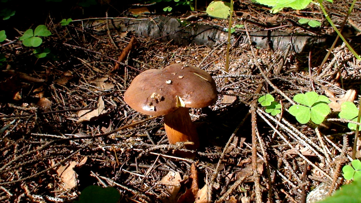 гриб моховик - elena manas