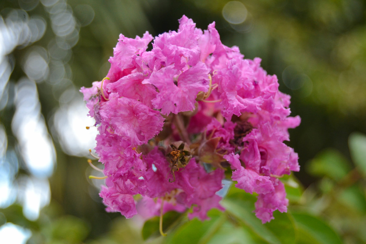 flowers - Вероника 