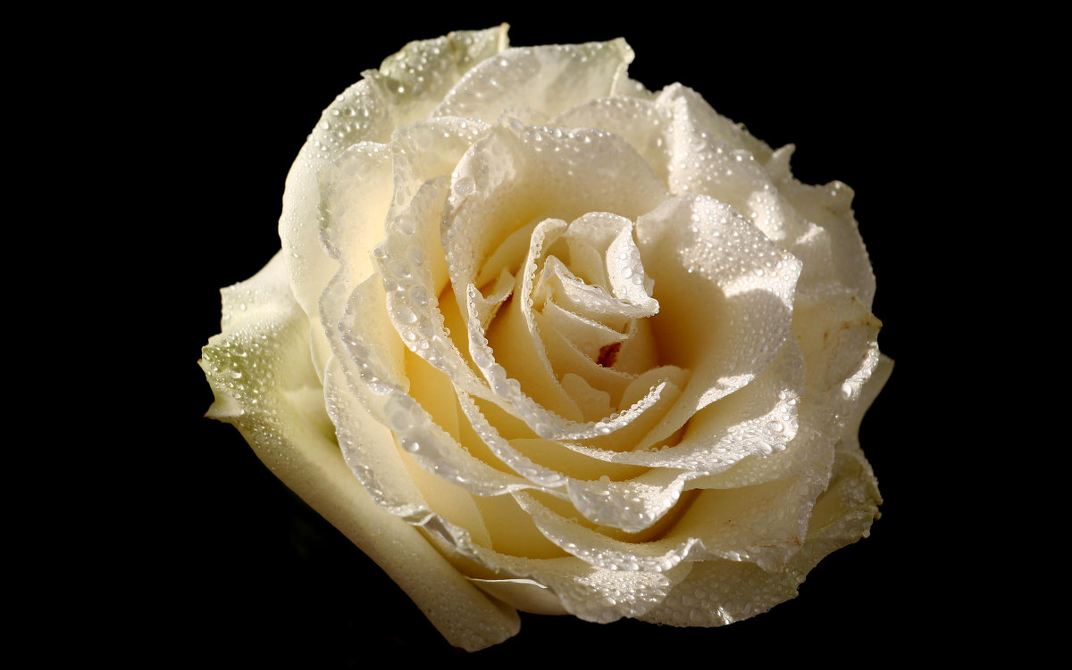 Белая роза... из лучиков света - Dr. Olver  ( ОлегЪ )