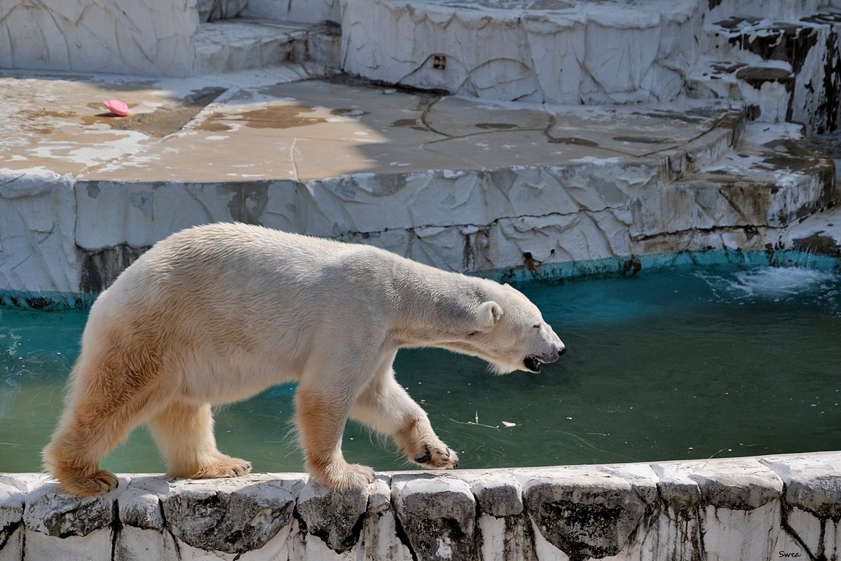 Зоопарк Нагоя Higashiyama Zoo - wea *