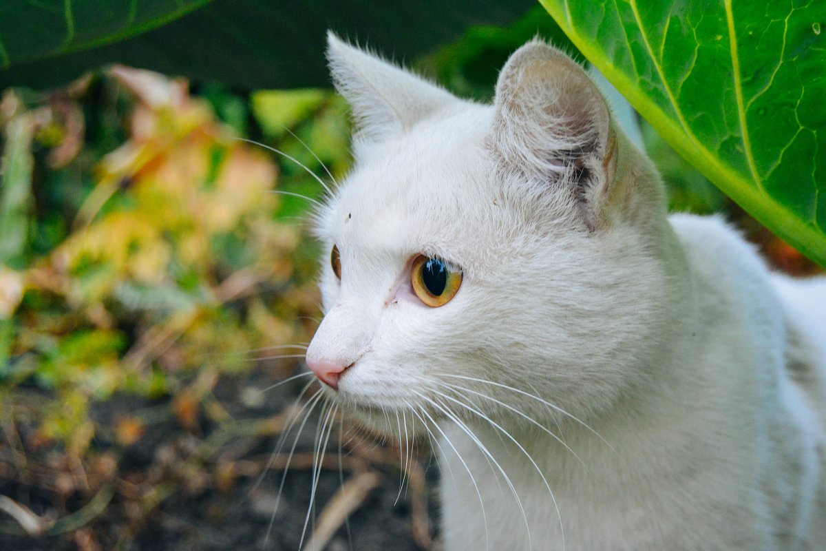 Котик - Света Кондрашова