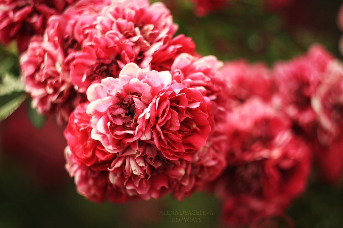 цветы эфемерны - Алёна Дягелева