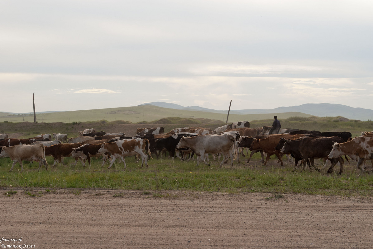 На Забайкальских степях пасутся коровы - Ольга Антонюк