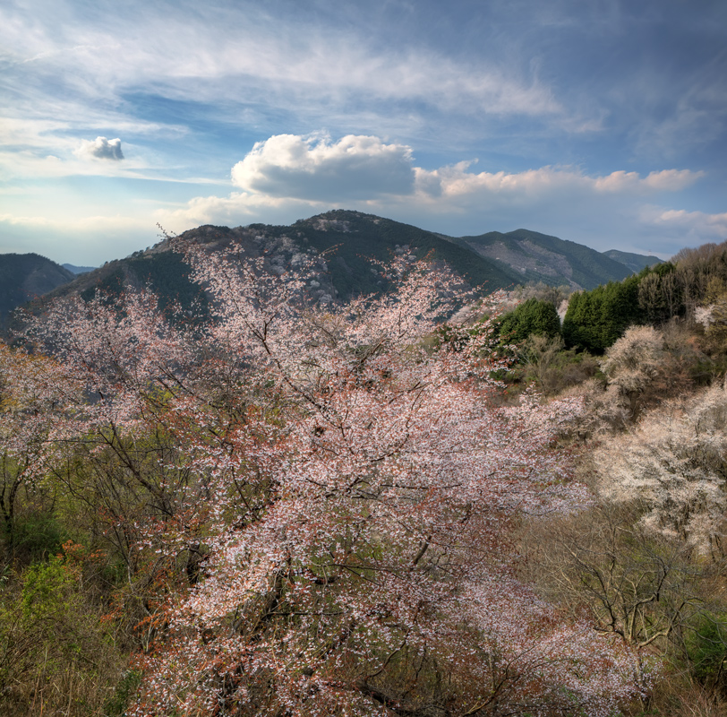 Цветение сакуры в горах - Nataliya Barinova 