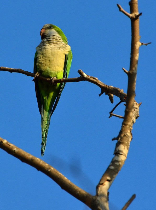 03.01.2013 попугай-монах (Myiopsitta monachus) - Борис Ржевский