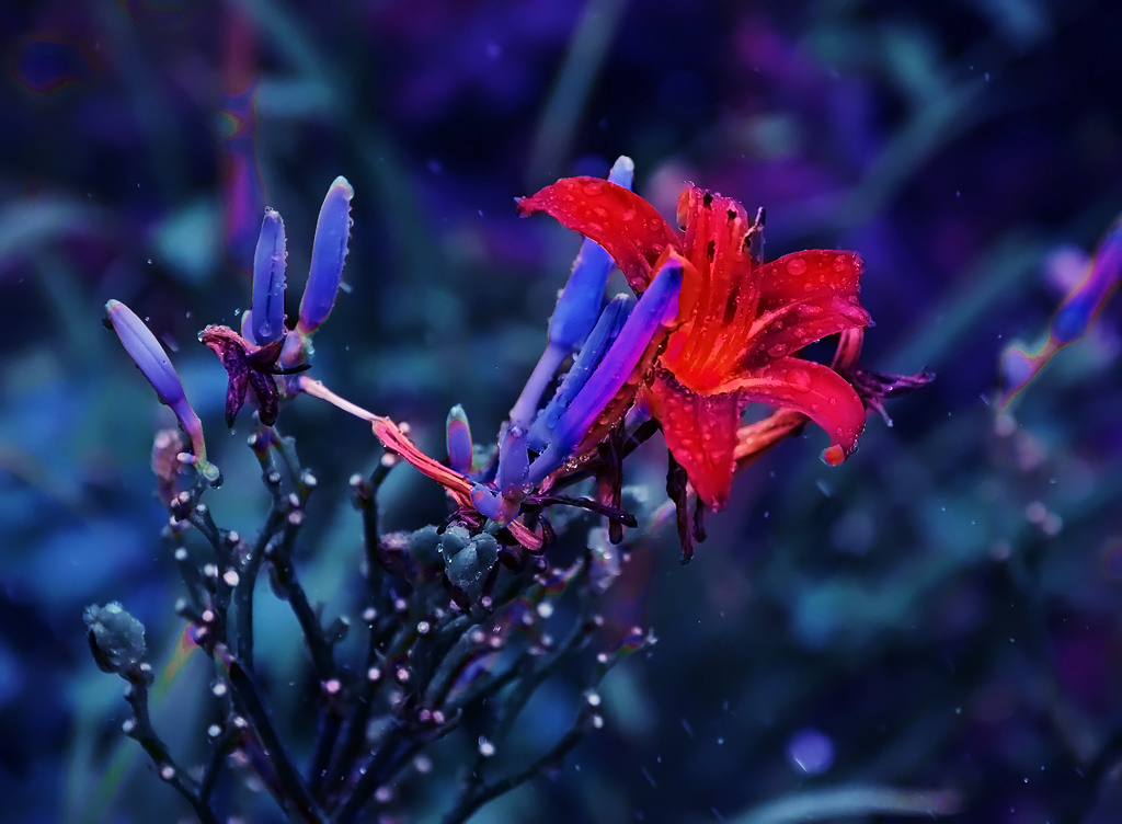Красный цветок на синем - Владислав Кравцов