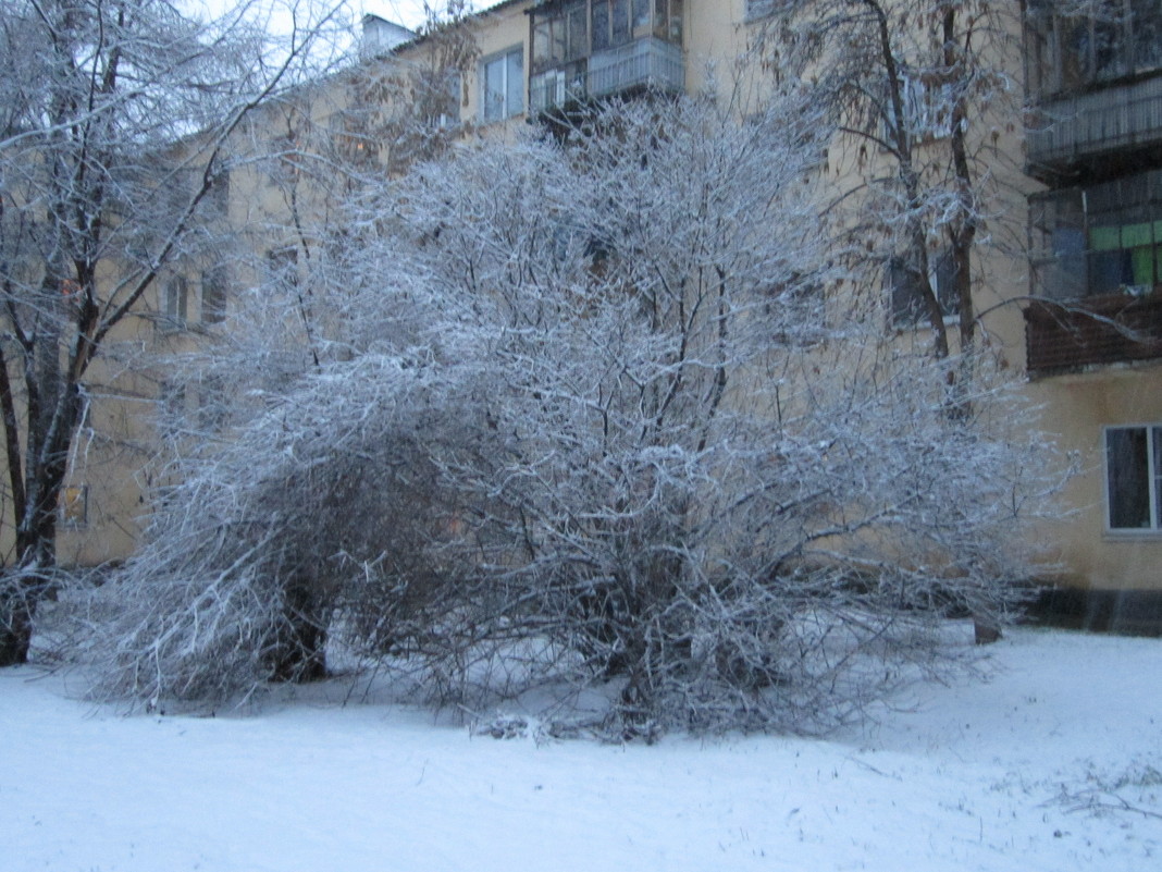 дерево в снегу - Настюша 