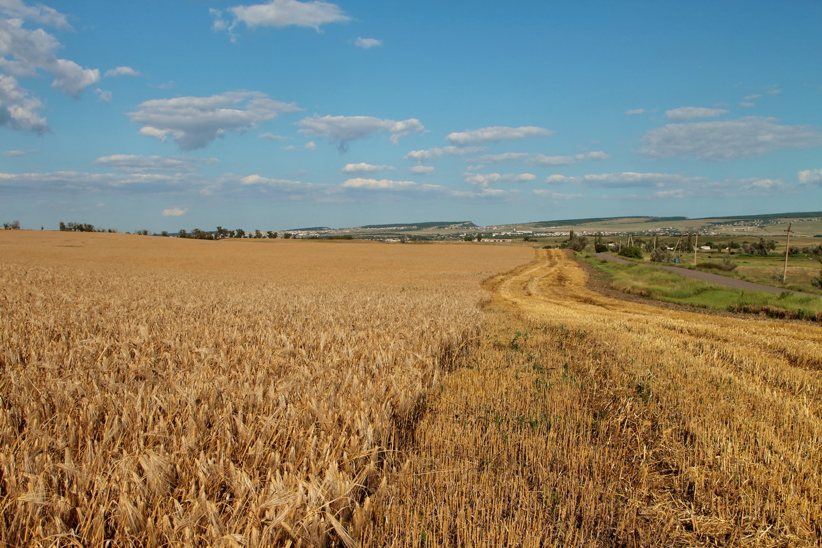 Пшеничный пейзаж - Марина Дегтярева