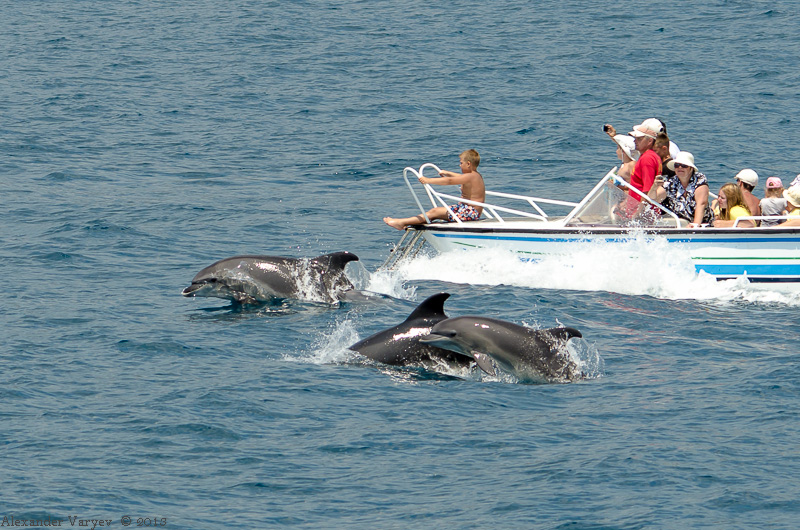 Морская прогулка с дельфинами - Alexander Varyev