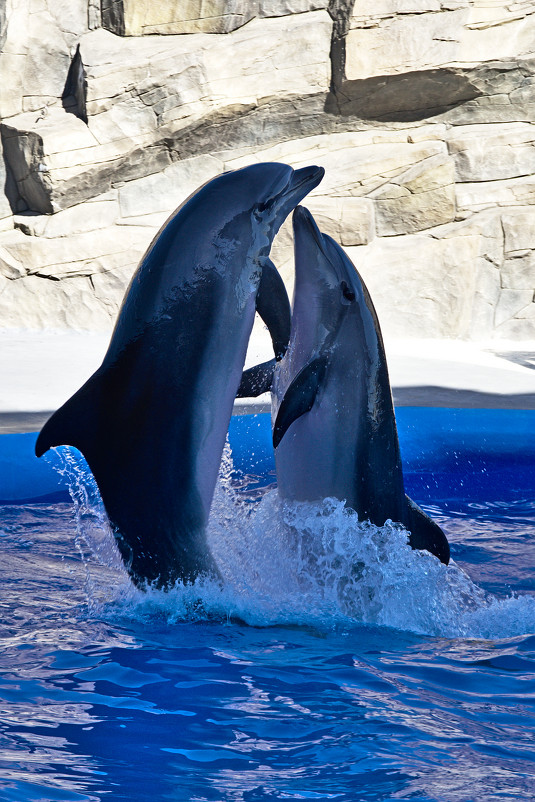 Танец дельфинов - MaximWIC 