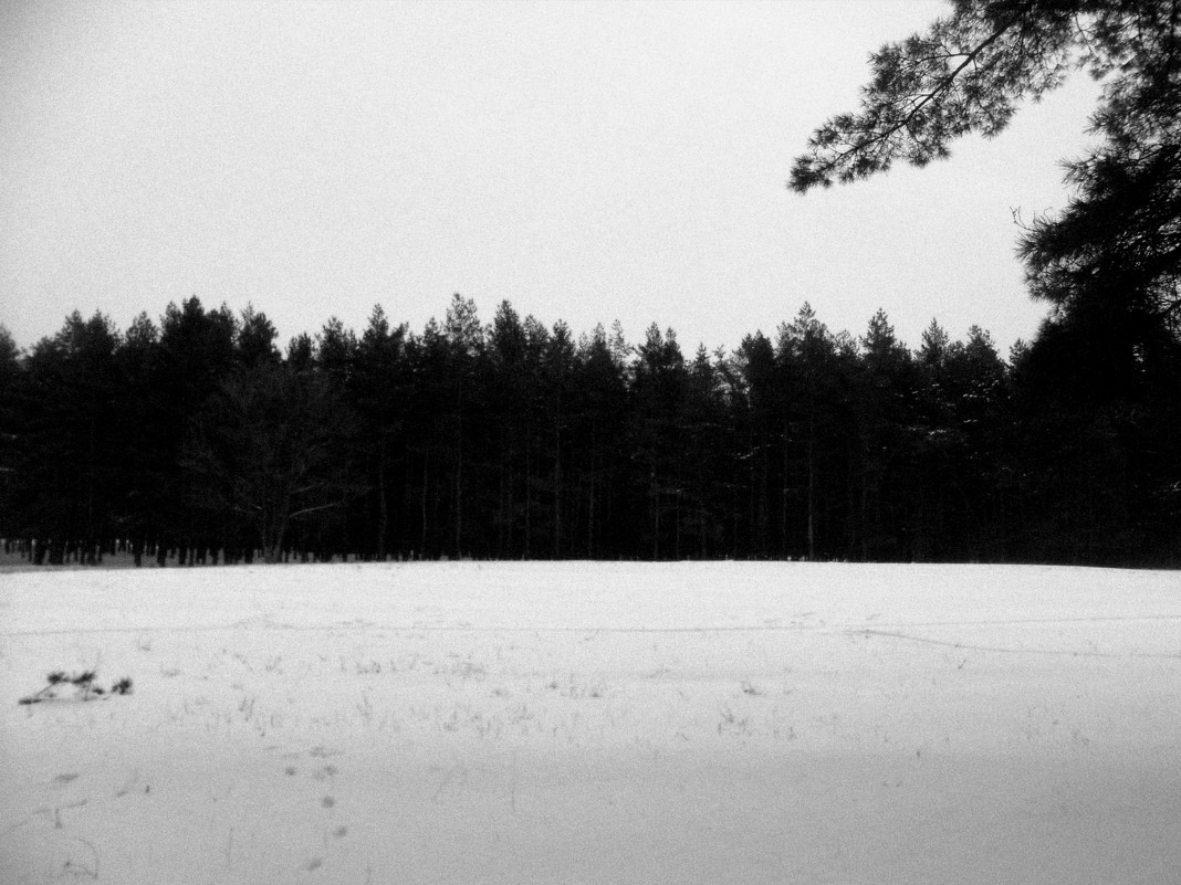 In the forest. - Алена Дробязко 