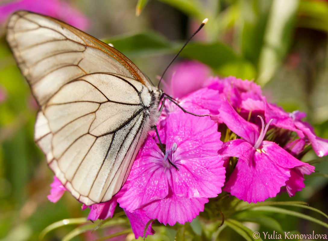 Butterfly on a flower. - Yulia Konovalova