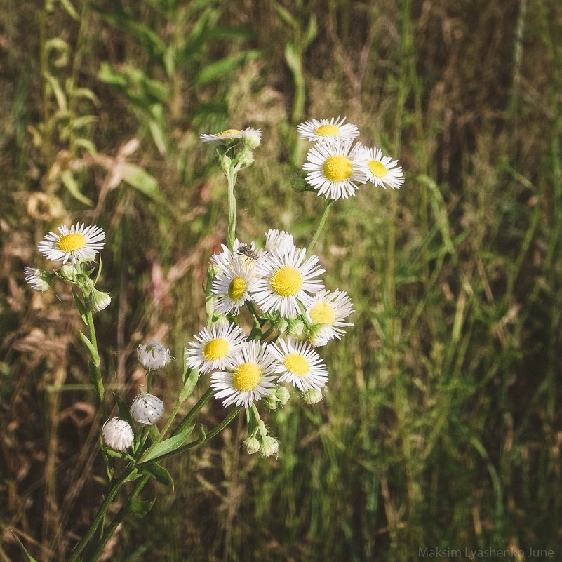 До последнего лепестка - maksimonphoto 