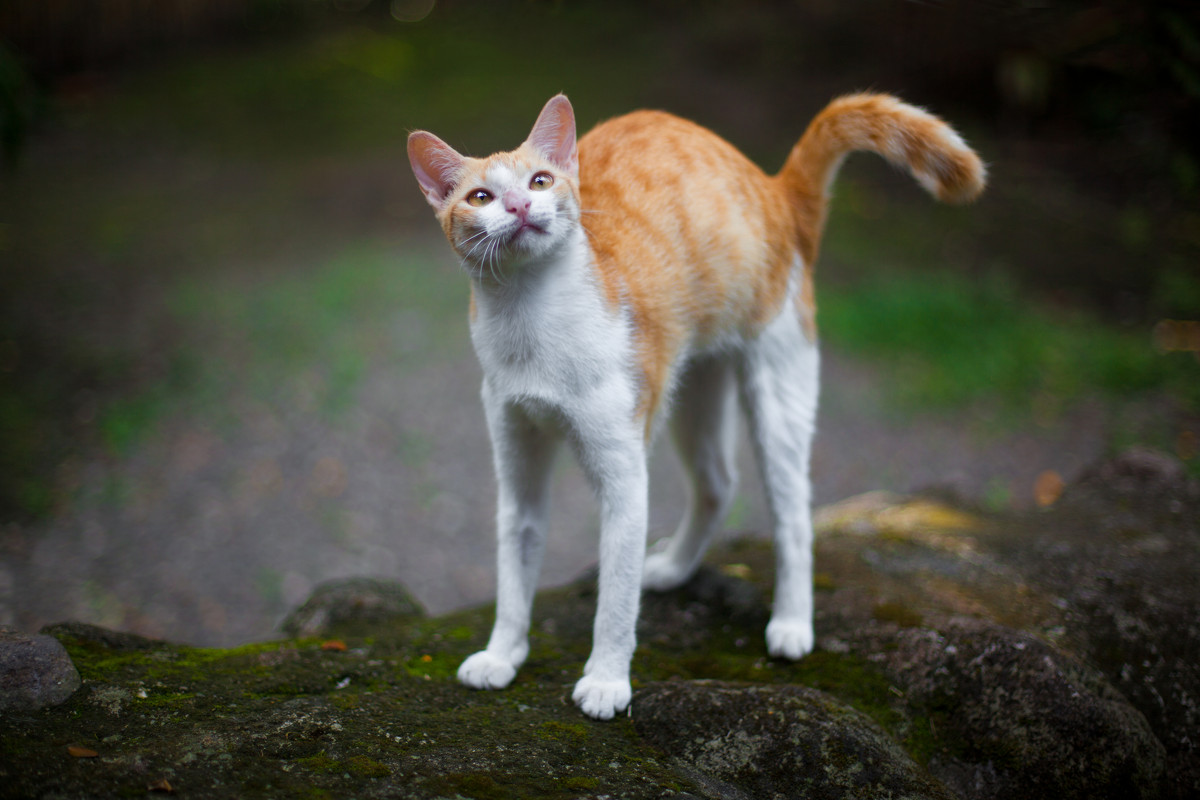 Cat story. Philippines 2013 - Anastasia Gorshkova