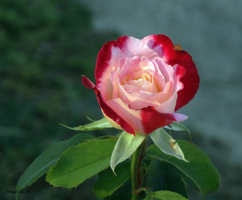 роза сентября - Нади часоК