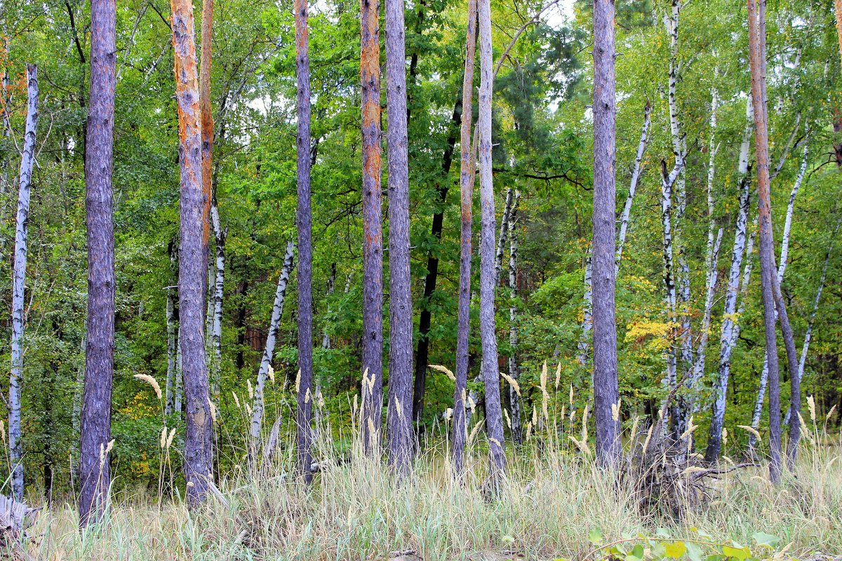 В лесу. - Валентина ツ ღ✿ღ