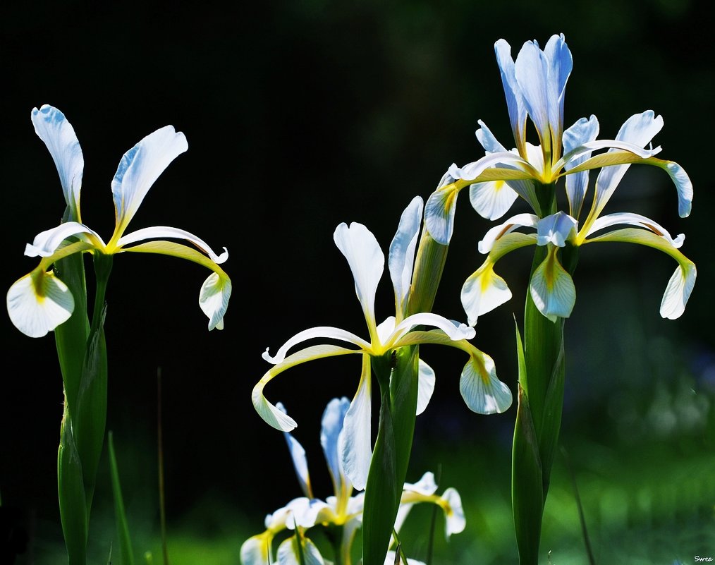Iris Sibirica - wea *