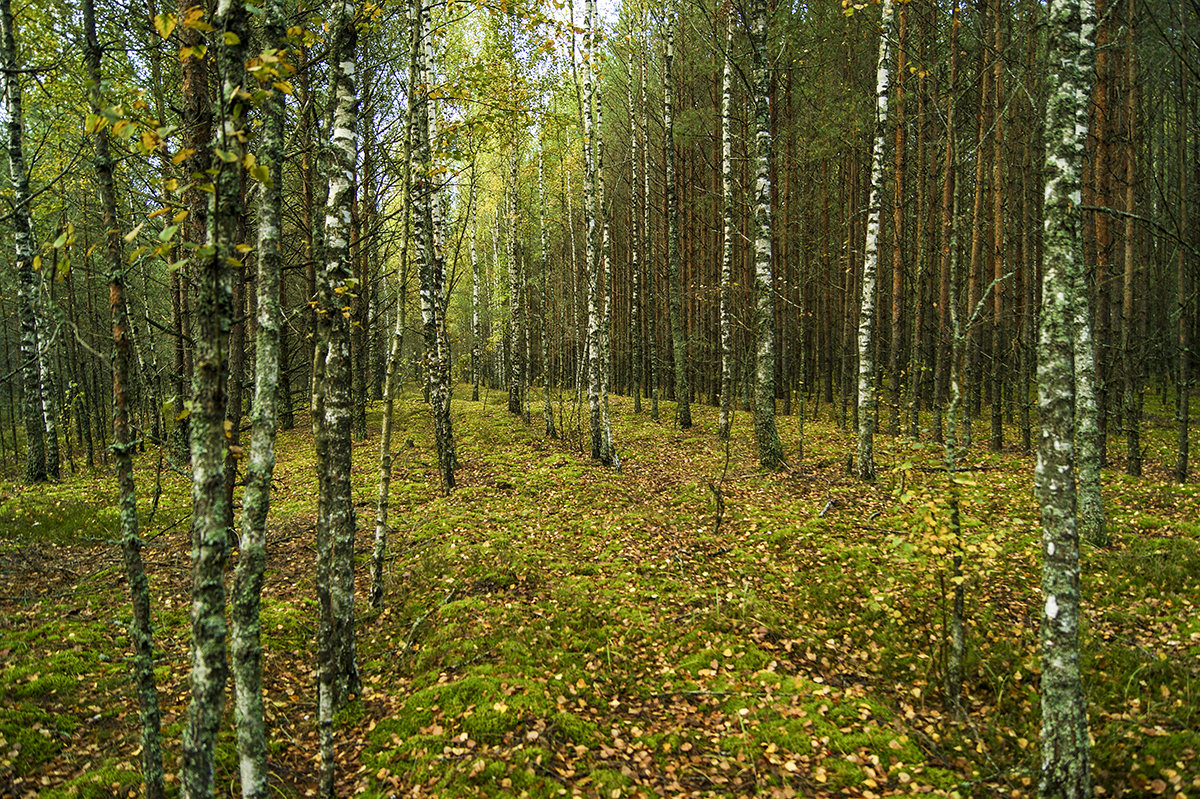 Прогулка по лесу - Игорь Сикорский