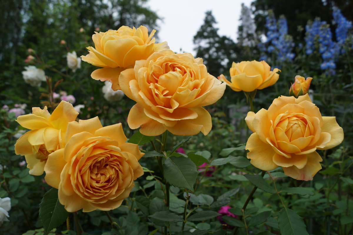 роза Golden Celebration® - lenrouz 
