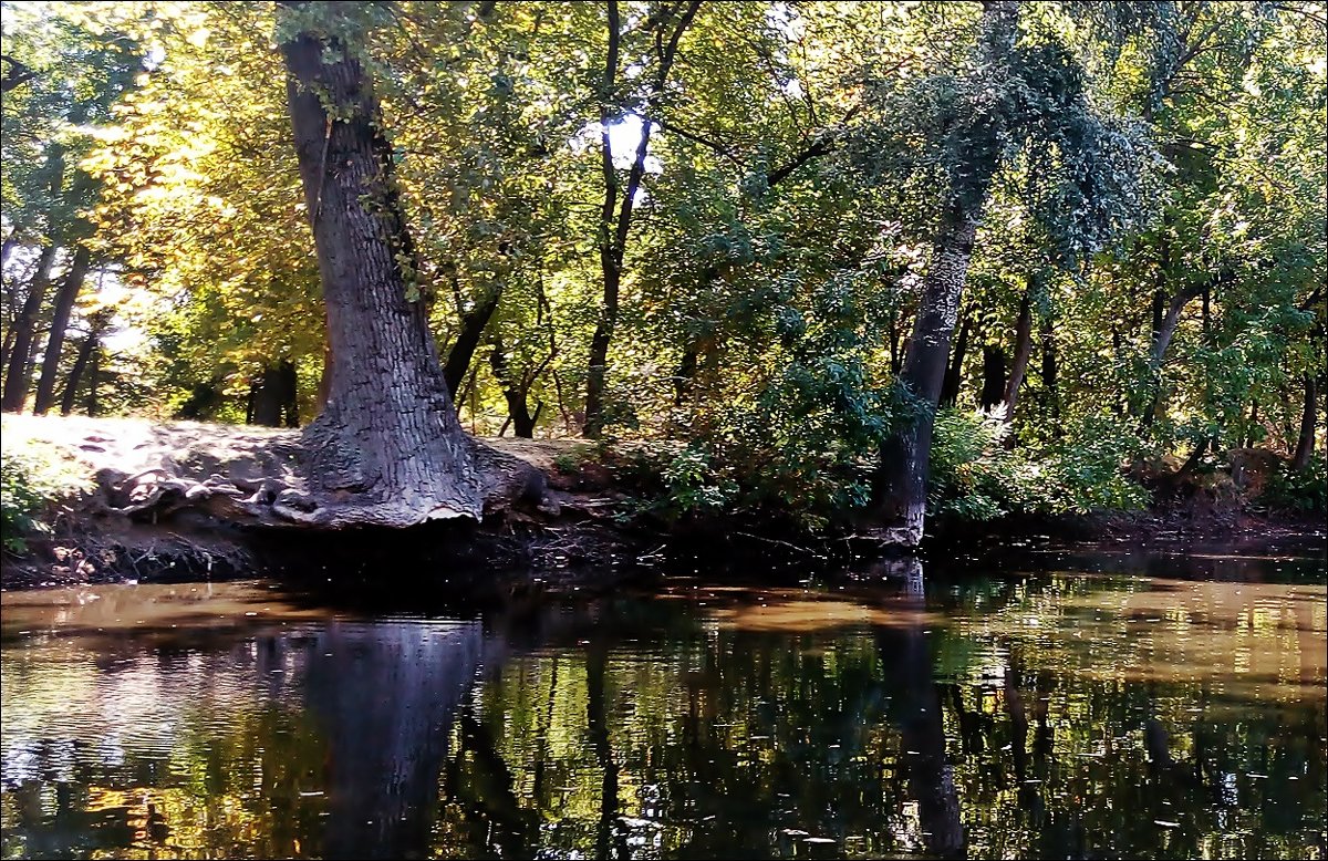 В старом парке - Нина Корешкова