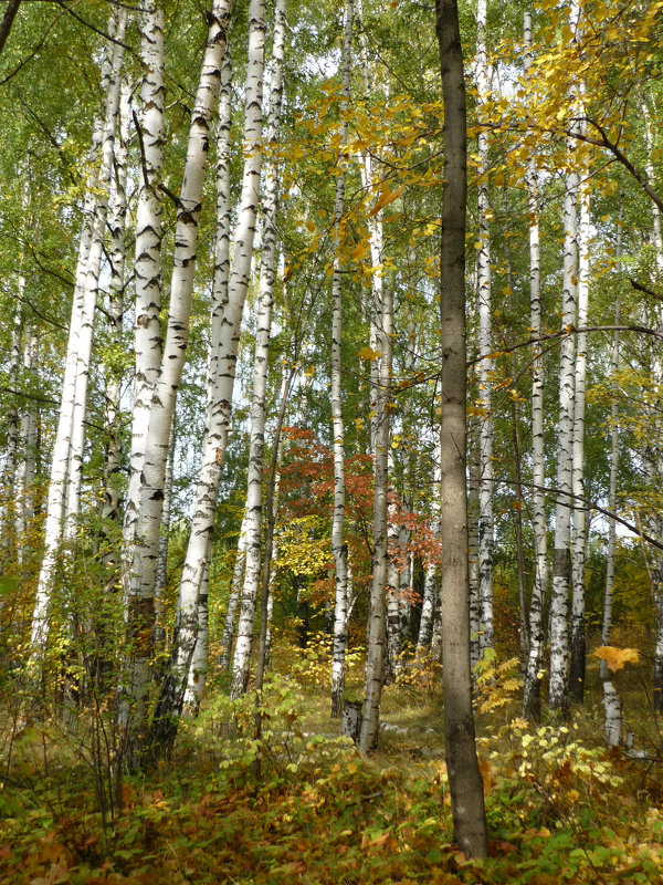 Сентябрьский лес - Ольга 