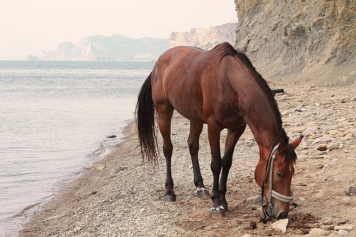 Лошадь у моря - Марина Marina