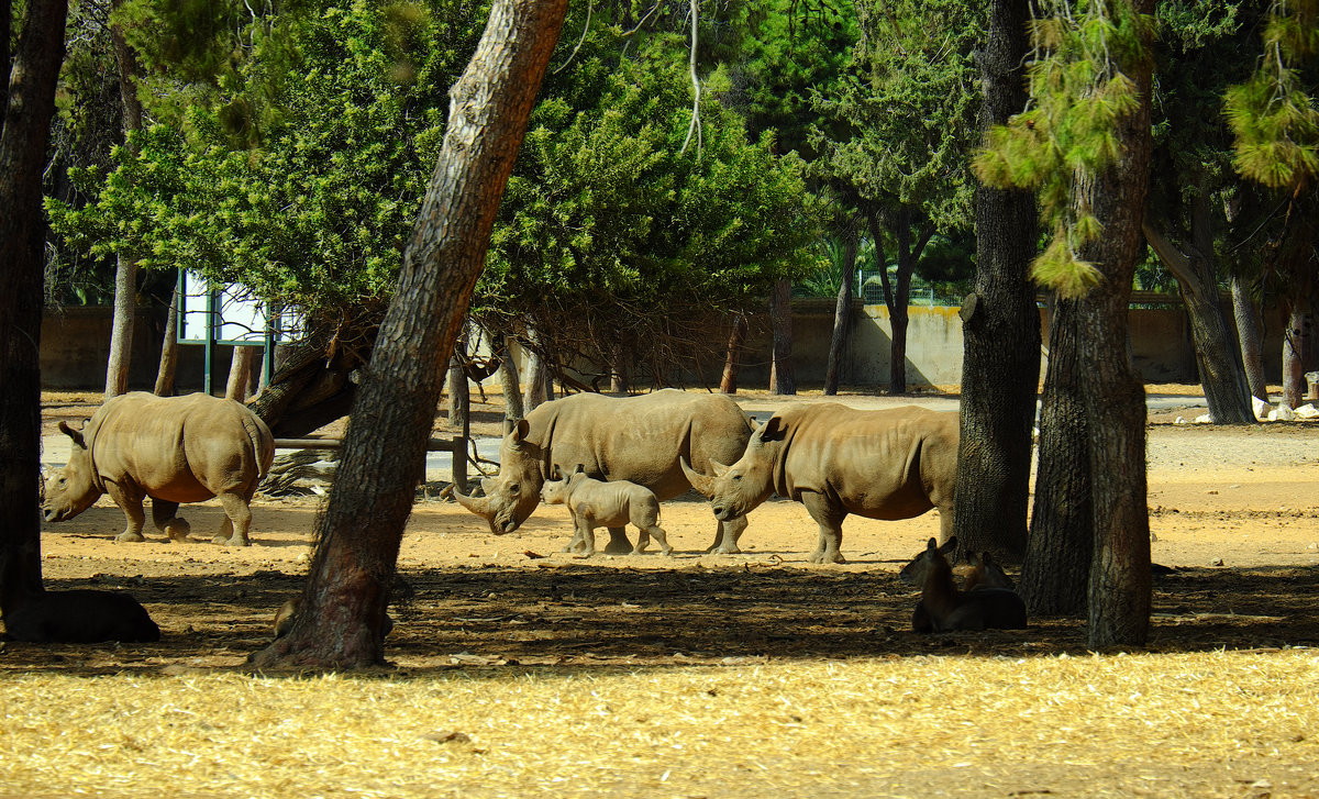 Носорожки гуляют в Израиле - Александр Деревяшкин